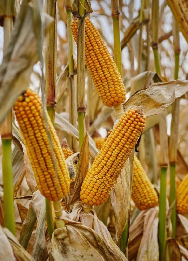 02 Orange Maize Farming